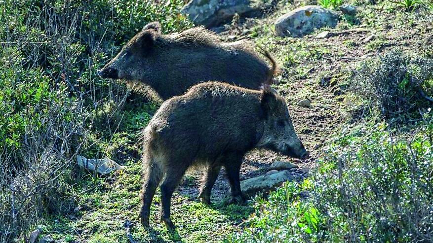 Cinghiali nelle campagne sarde