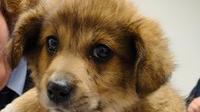 «Gli hanno preso il cane, spero non vogliano internare anche il clochard»