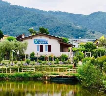 L’eucalipto versiliese “vola” in Olanda per abbellire le bici