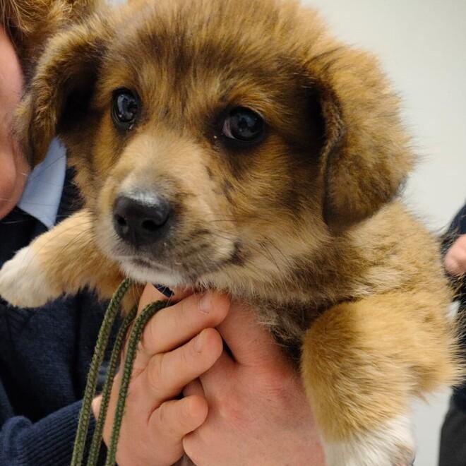 La cagnolina sottratta al clochard dopo le vaccinazioni sarà data in adozione