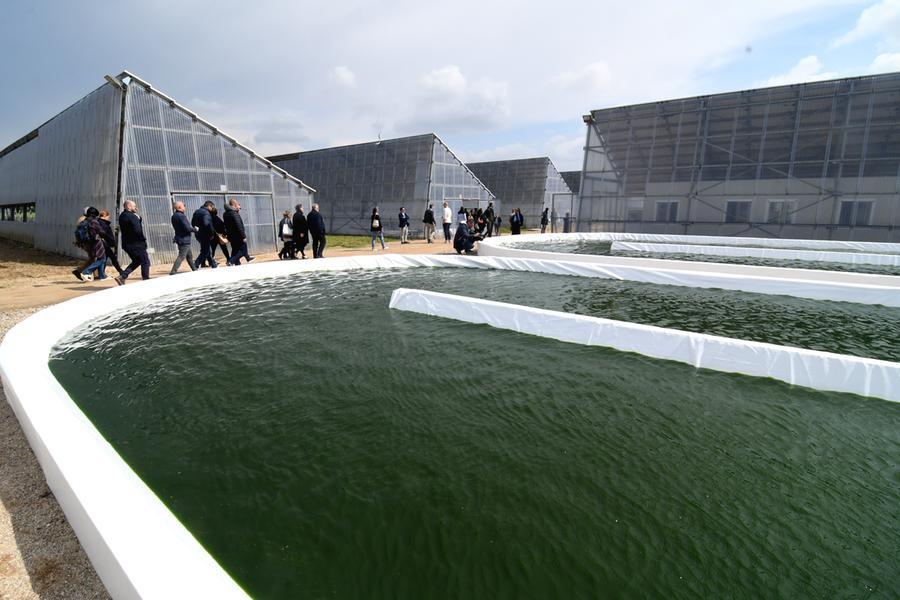 Alga spirulina, l’oro verde cibo del futuro La Nuova Sardegna