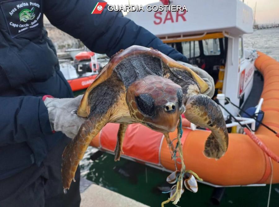Alghero, caretta caretta salvata vicino al porto
