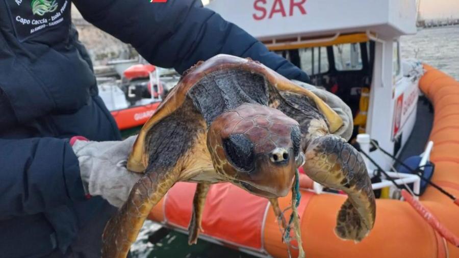 Alghero, caretta caretta salvata vicino al porto