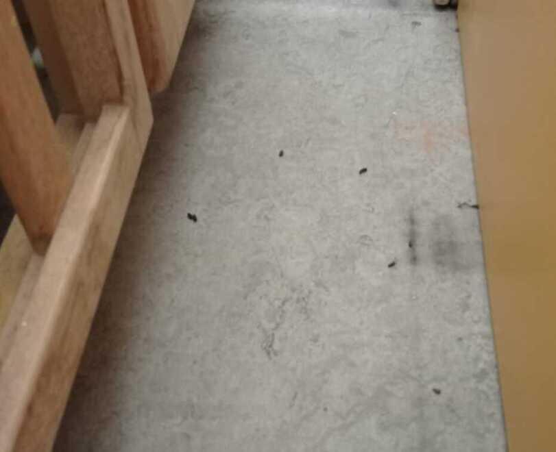 Castelfranco Colonia di topi alla materna Chiuse le scuole Walt Disney 