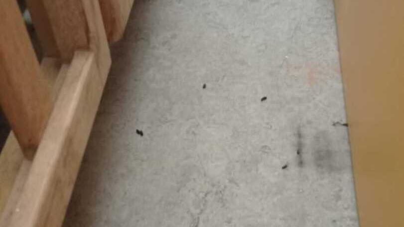 Castelfranco Colonia di topi alla materna Chiuse le scuole Walt Disney