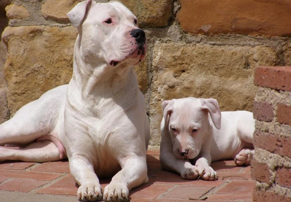 Denuncia le cattive condizioni dei cani, chiama le guardie zoofile e si ritrova in un giro di furti di animali