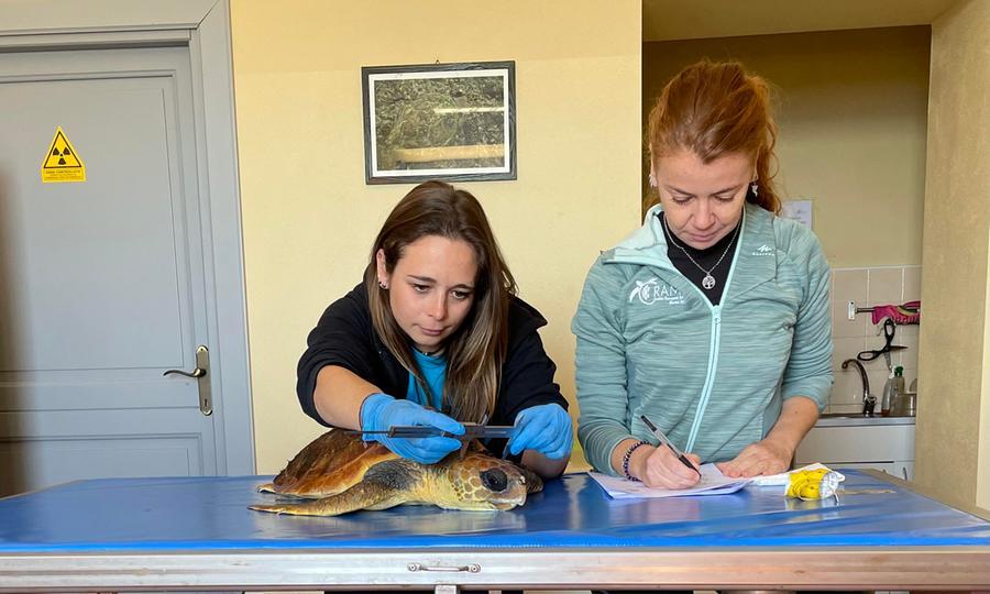 Strozzata in un groviglio di reti nelle acque di Alghero tartaruga trasportata nell’ospedaletto dell’Asinara