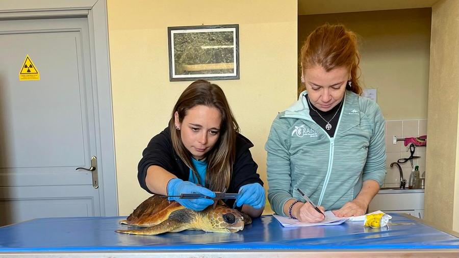 Strozzata in un groviglio di reti nelle acque di Alghero tartaruga trasportata nell’ospedaletto dell’Asinara