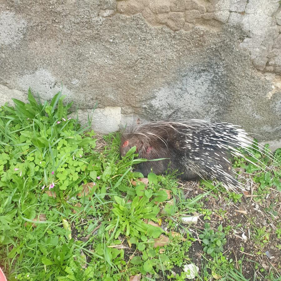 Istrice investito da un’auto e salvato da Anpana