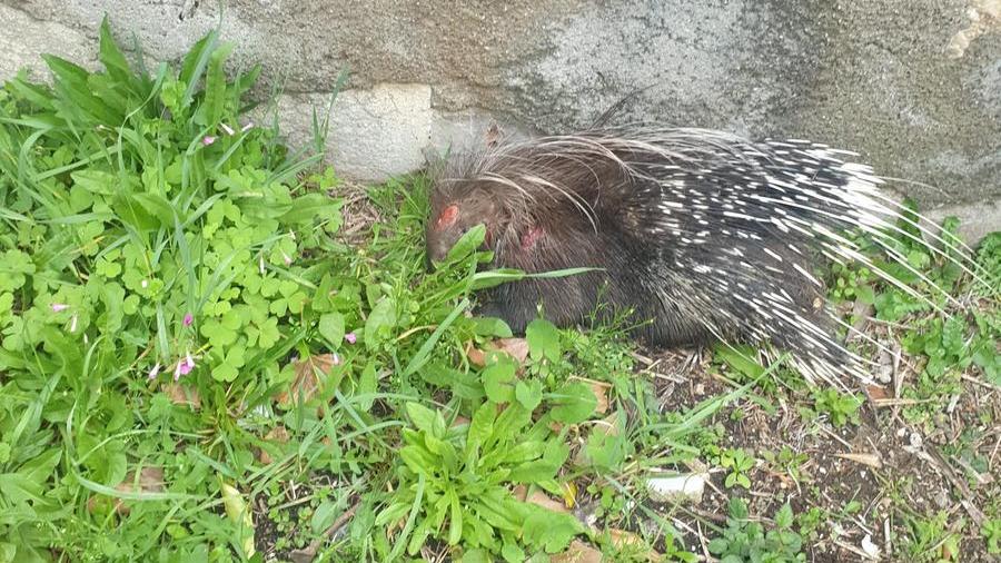 Istrice investito da un’auto e salvato da Anpana