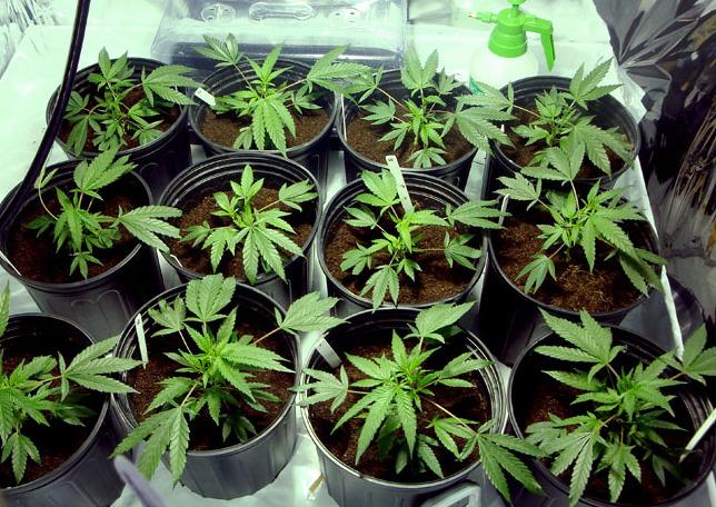 Serramazzoni «Sì, è marijuana ma non fa effetto» Trentenne arrestato, ora assolto 