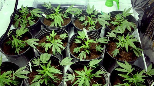 Serramazzoni «Sì, è marijuana ma non fa effetto» Trentenne arrestato, ora assolto