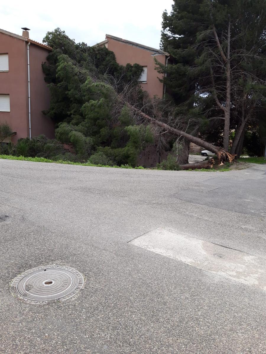 
	L'albero caduto davanti all'ingresso dello stabile nel rione Caria di Bosa

