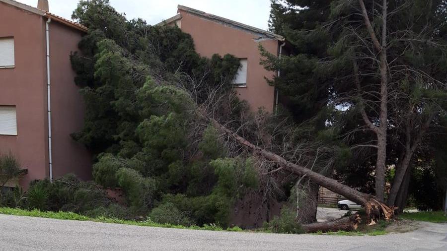 L'albero caduto davanti all'ingresso dello stabile nel rione Caria di Bosa