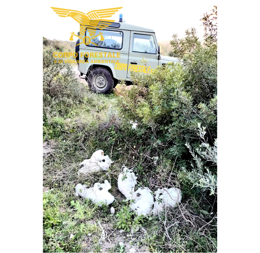 
	Gli agnelli sul ciglio della strada ritrovati dagli agenti del Corpo Forestale

