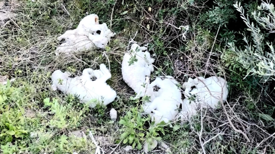 Gli agnelli sul ciglio della strada ritrovati dagli agenti del Corpo Forestale