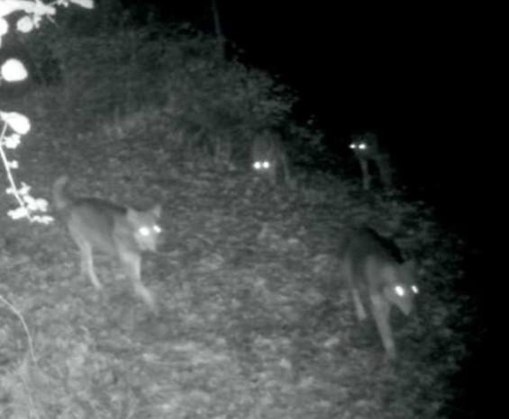 
	Immagine tratta dal video di Task Force Lupo Regione Toscana

