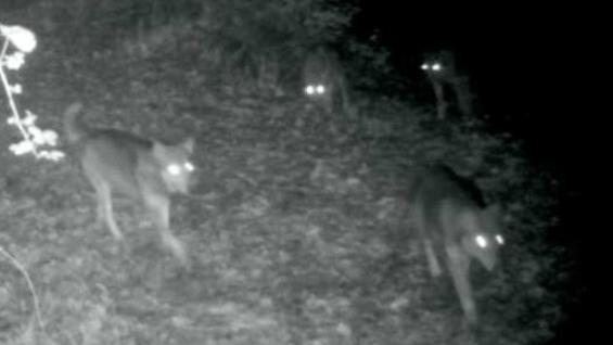 Immagine tratta dal video di Task Force Lupo Regione Toscana