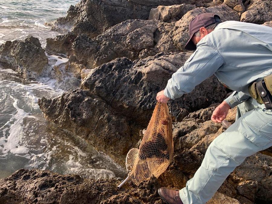 Alghero, la Forestale becca tre pescatori di ricci non autorizzati a Tramariglio