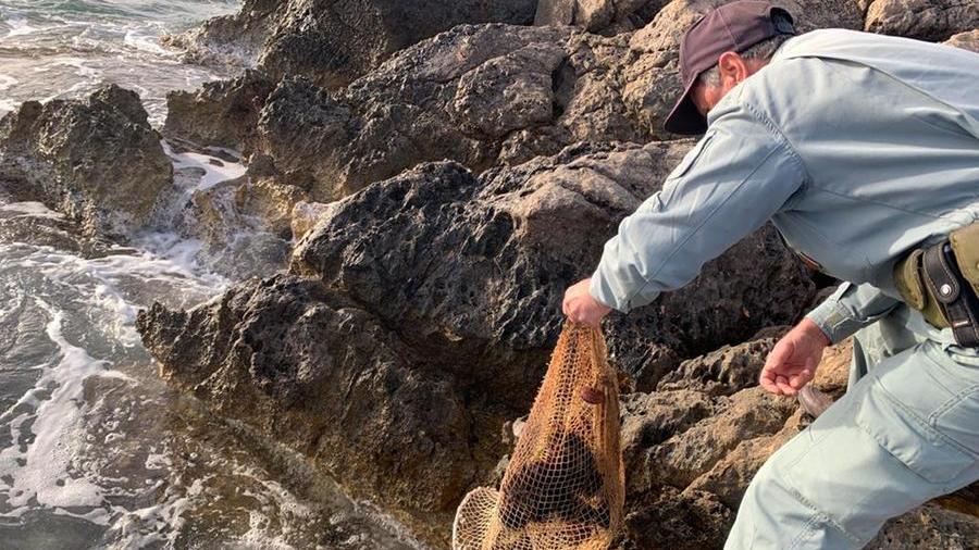 Alghero, la Forestale becca tre pescatori di ricci non autorizzati a Tramariglio