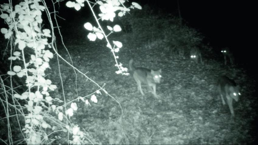 Allarme lupi a Fiesole: sono stati avvistati anche a Grassina e all’Antella. L’esperto: «Stiamo monitorando gli spostamenti» – Video
