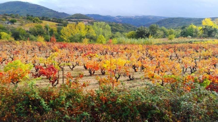 I vigneti storici di Atzara e Sorgono entrano nella rete dei paesaggi rurali