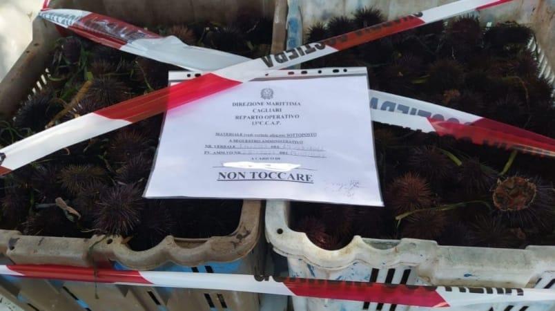 Mille ricci sequestrati in un chioschetto a Cagliari, 3.500 euro di sanzione per il titolare