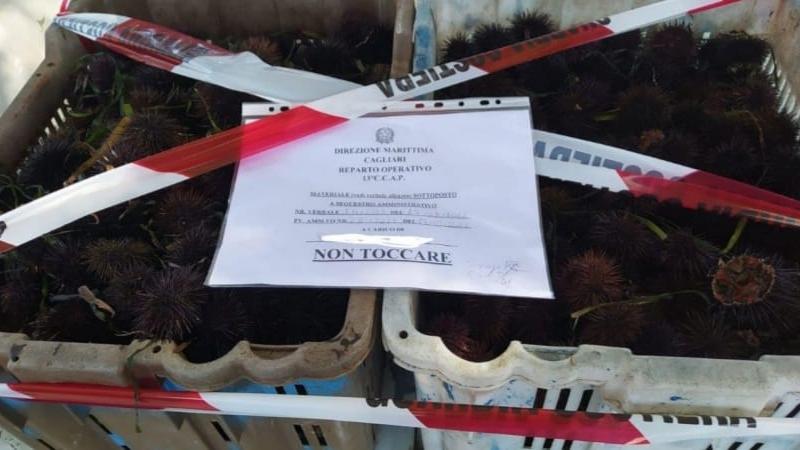 Mille ricci sequestrati in un chioschetto a Cagliari, 3.500 euro di sanzione per il titolare