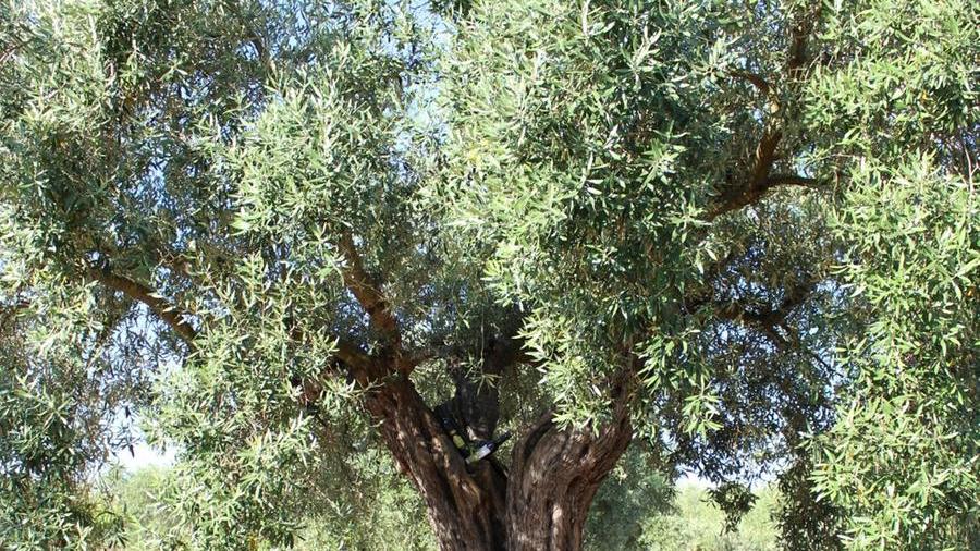 Un ulivo