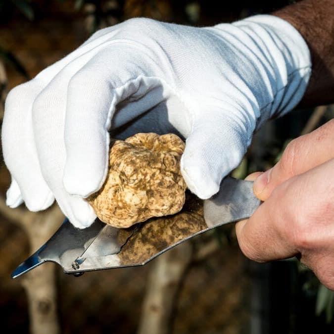 Torna a Grosseto la 2ª Sagra del Tartufo Bianchetto della Maremma Grossetana