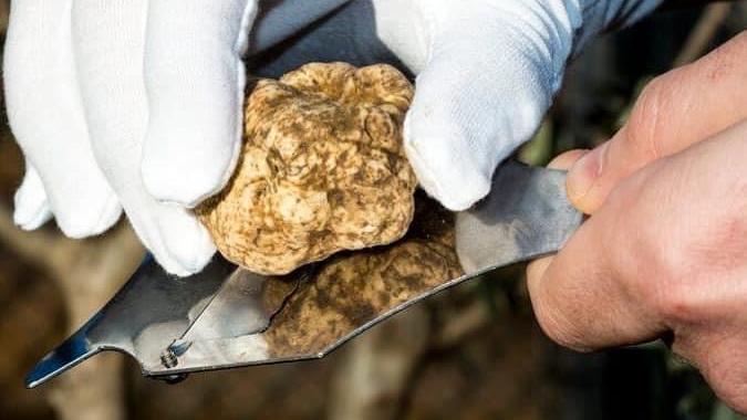 Torna a Grosseto la 2ª Sagra del Tartufo Bianchetto della Maremma Grossetana