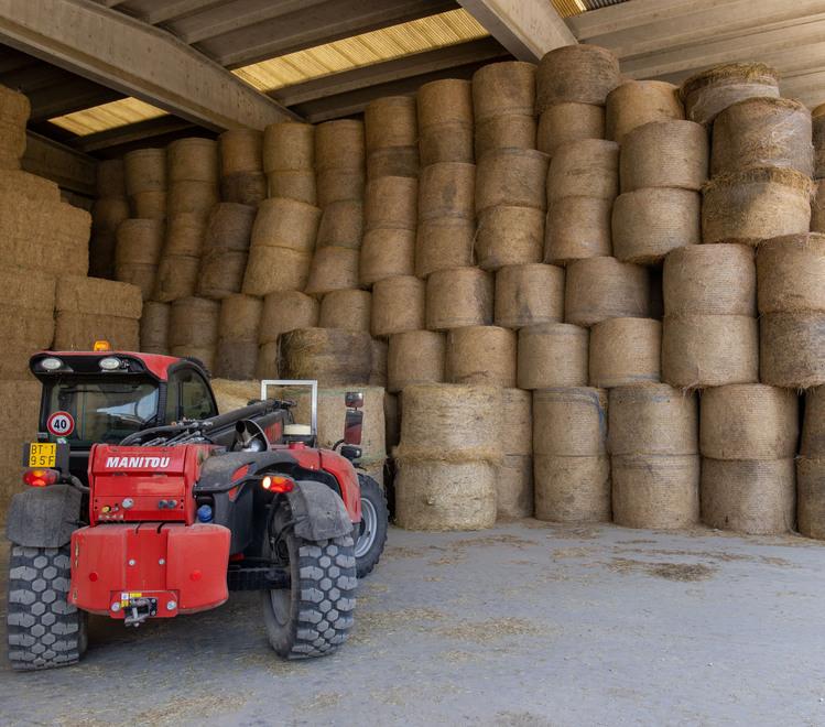 Allarme piccioni in tre aziende agricole di Portomaggiore: sì all’abbattimento 