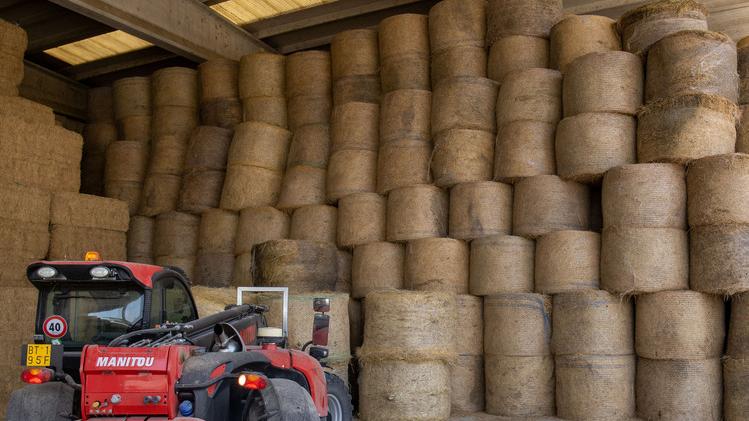 Allarme piccioni in tre aziende agricole di Portomaggiore: sì all’abbattimento