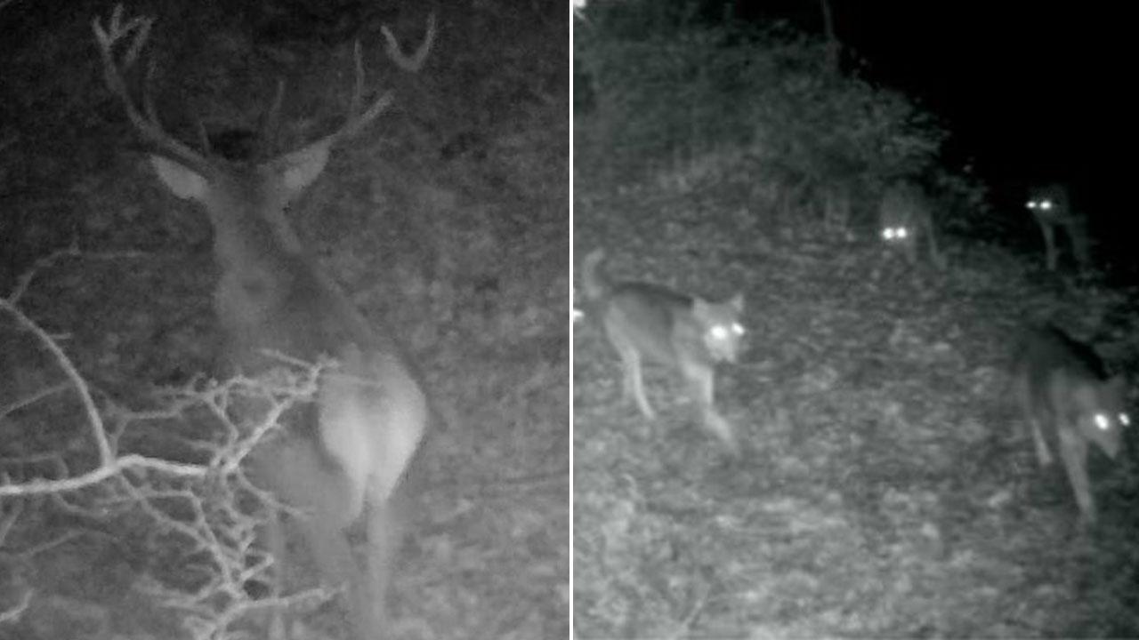 Il cervo e i lupi ripresi dalle telecamere della Molina