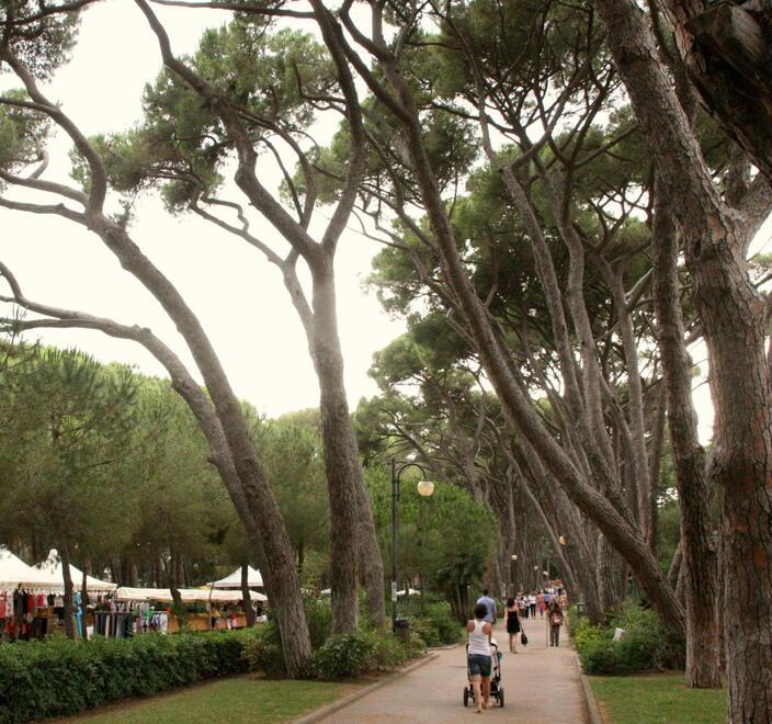 Rosignano, alberi da salvare: la gestione del verde secondo gli esperti