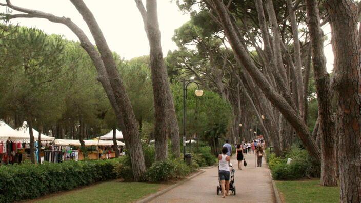 Rosignano, alberi da salvare: la gestione del verde secondo gli esperti