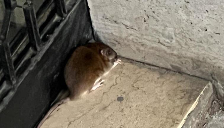 I residenti della zona stazione: «Noi, assediati dai topi» 