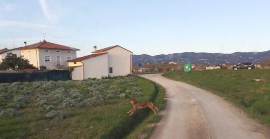 A Cerreto Guidi i lupi si spingono fino alle case: i consigli degli esperti