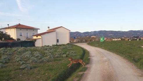 A Cerreto Guidi i lupi si spingono fino alle case: i consigli degli esperti