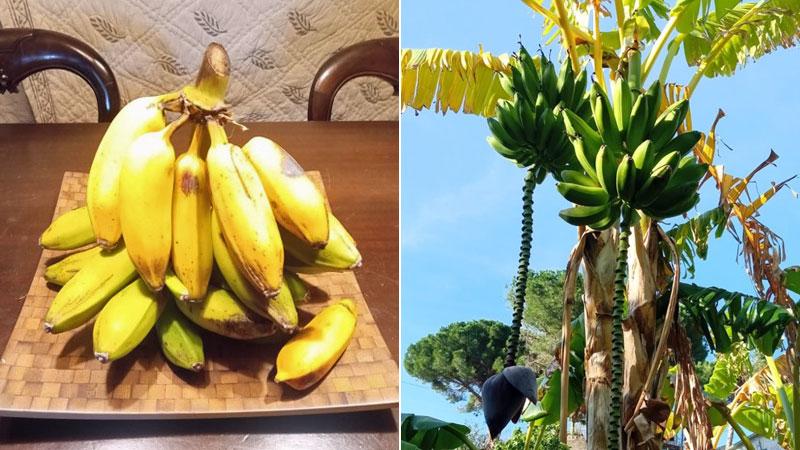 I frutti di banana coltivati all’Elba e raccolti da Anselmi. A destra la pianta di banano a Sant’Andrea