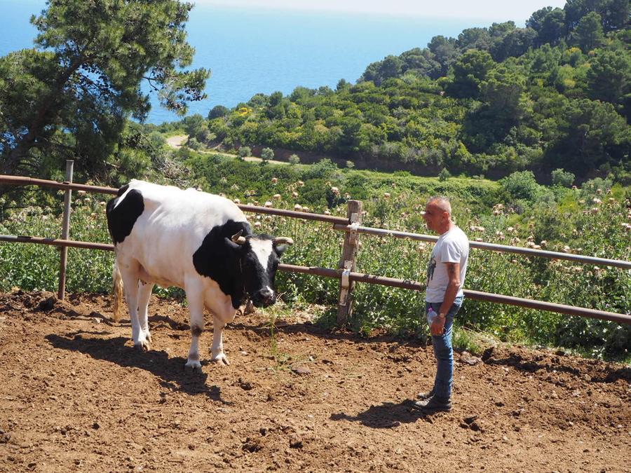 “Animali che salvano l’anima”: al Tirreno la presentazione del libro della Lav