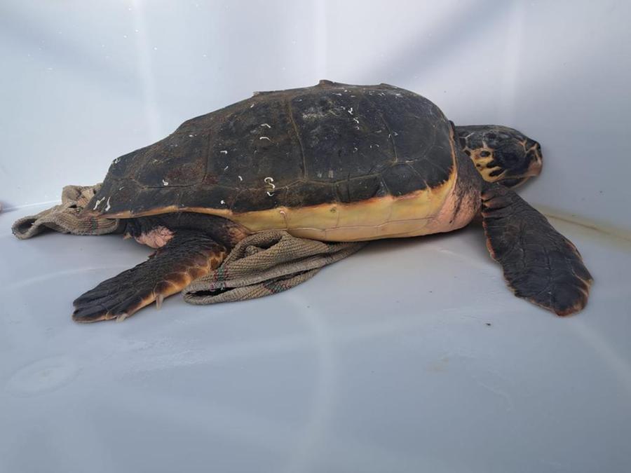 Siniscola, caretta caretta in difficoltà salvata dai pescatori