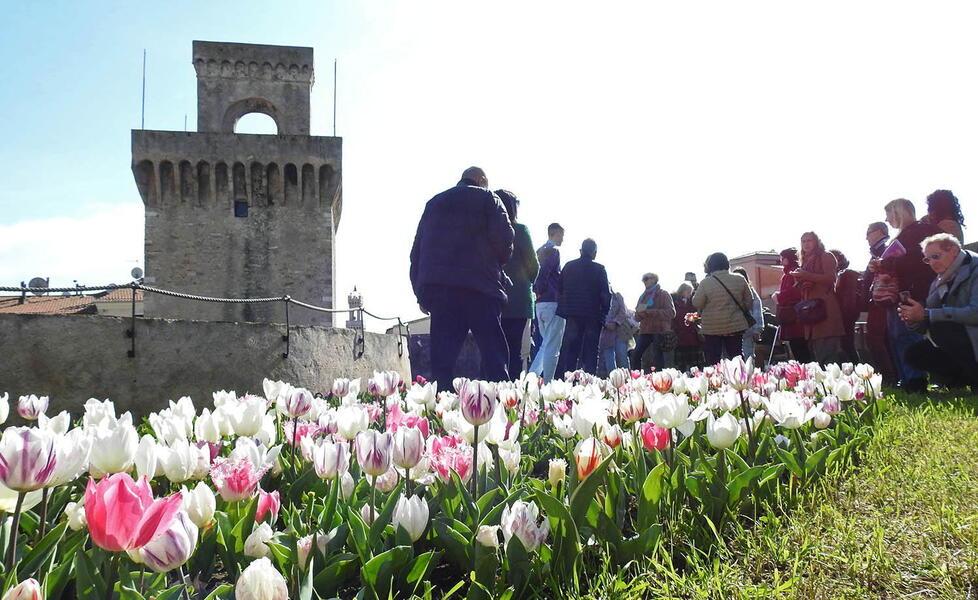 Piombino, invasione di tulipani sulle mura del Rivellino tra ecologia e storia