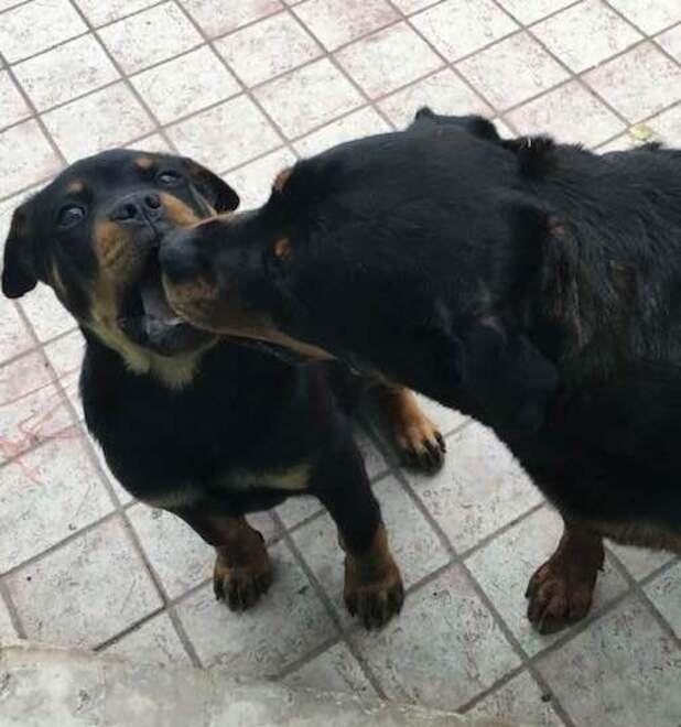 Concordia Sbranarono a morte la padrona L’Ausl: «Verranno rieducati»