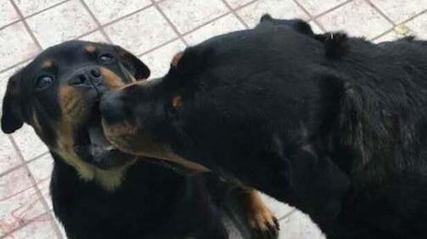 Concordia Sbranarono a morte la padrona L’Ausl: «Verranno rieducati»