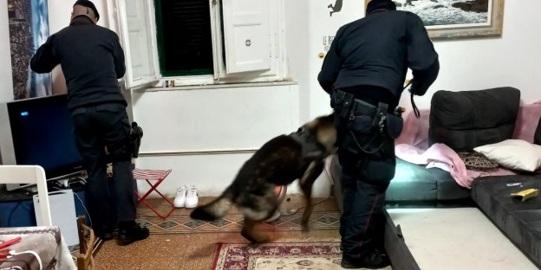Livorno, la casa della droga in via Corsica: due arresti grazie al cane Lion