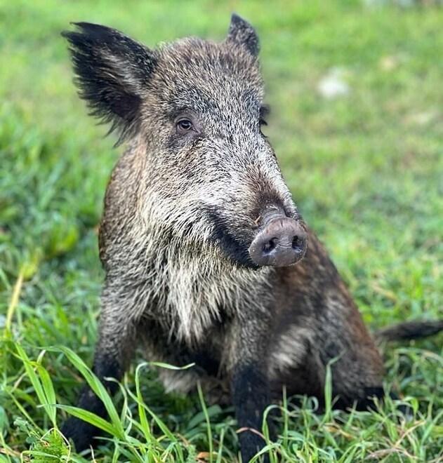 Ferita e star del web: la cinghialetta Maddy sarà catturata e curata