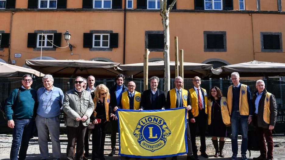 Arrivano i nuovi platani in piazza Napoleone