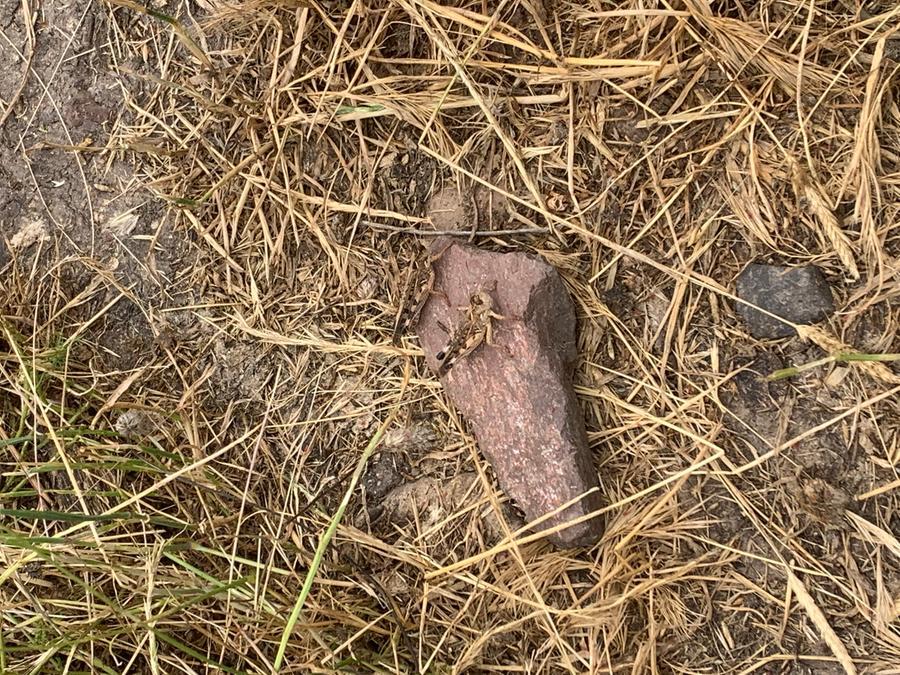 Prima schiusa delle cavallette nel territorio di Ottana