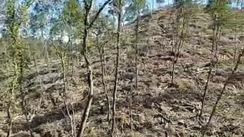 Riparbella, basta tagli al bosco del Giardino. Un gruppo di cittadini protesta. «Così cambia l’habitat naturale»